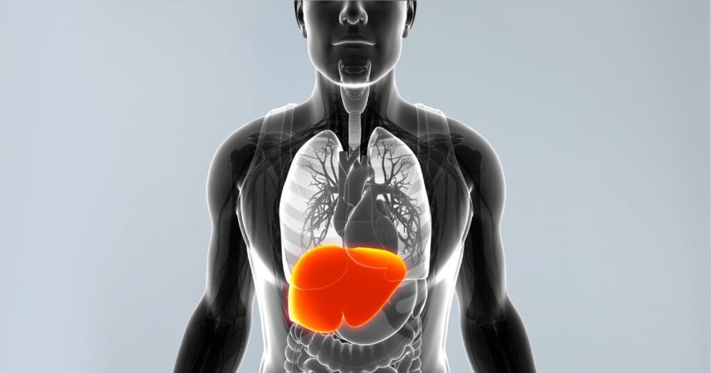 3D torso cutaway highlighting liver damage caused by substance abuse addiction in bright orange beneath the lungs