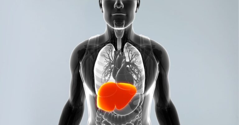 3D torso cutaway highlighting liver damage caused by substance abuse addiction in bright orange beneath the lungs
